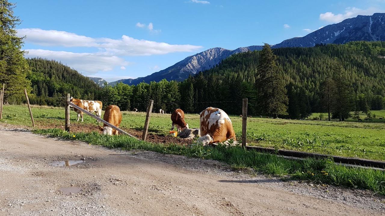 Ferienwohnungen Mamauwiese Gutenstein Exteriér fotografie