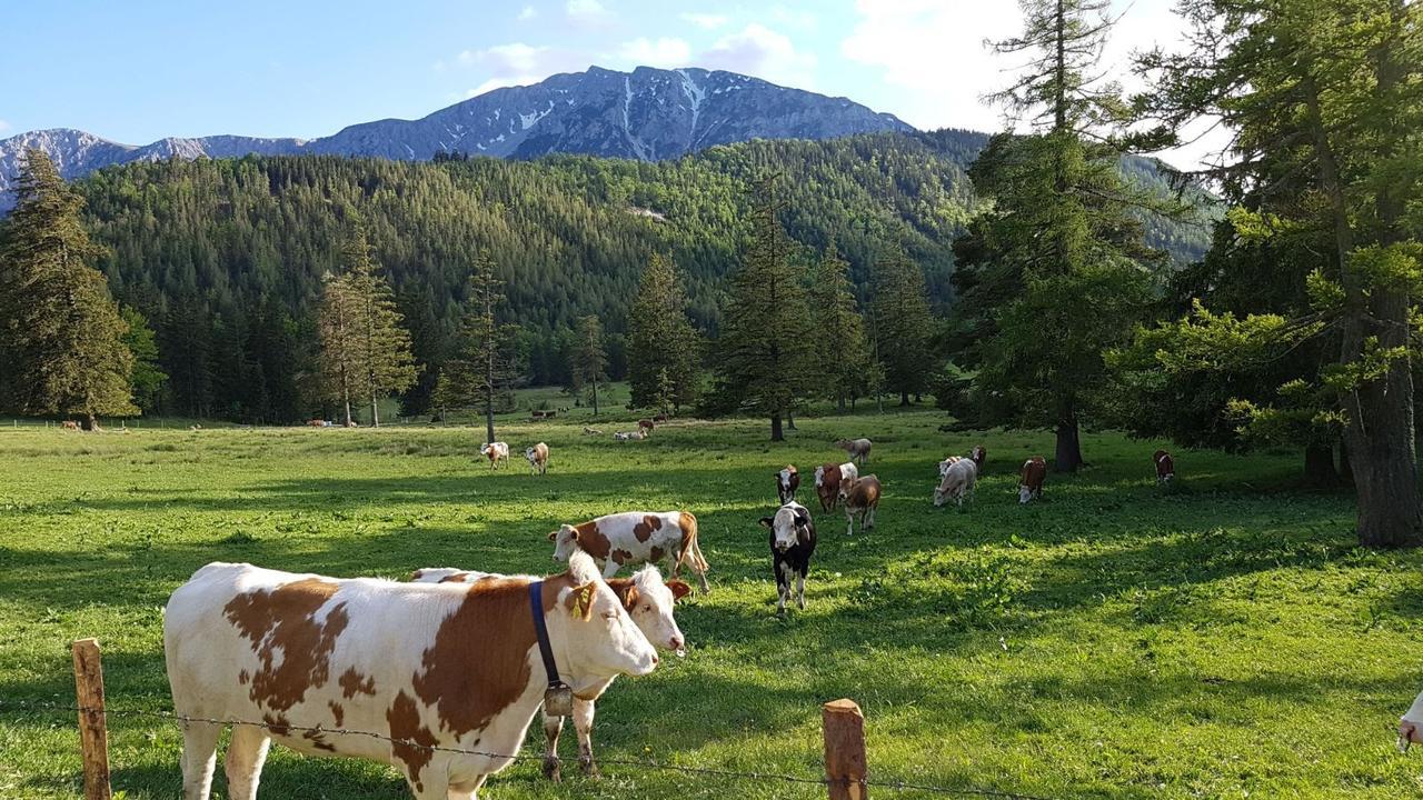 Ferienwohnungen Mamauwiese Gutenstein Exteriér fotografie